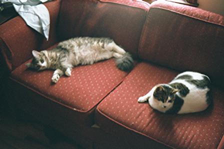 Sopher and Duncan were resting between bouts. They chased each other all over the house, and only seemed to stop when they were too pooped to move.